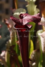 SARRACENIA FLAVA var