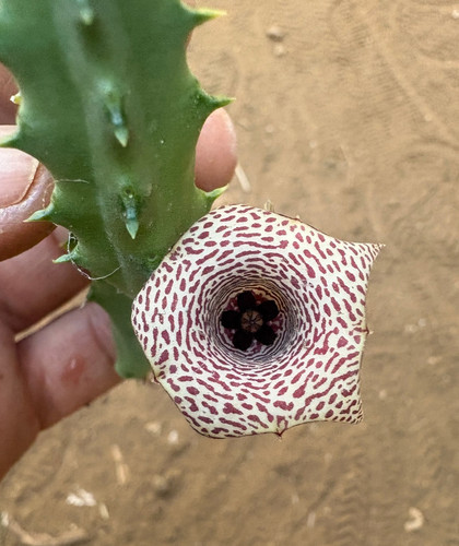 Huernia boleana succulenta - huernia,