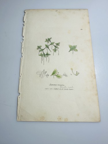 Sowerby 1801 lemna - sowerby,