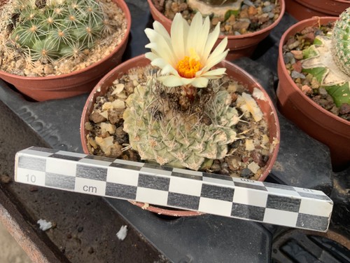 293 strombocactus disciformis - strombocactus,