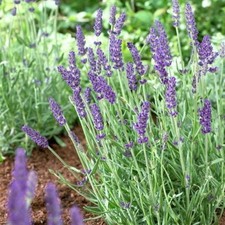 Common English Vera Lavender
