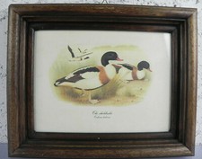 Stampa TADORNA Oken The Sheldrake Litografia D'Epoca Quadro Cornice in legno