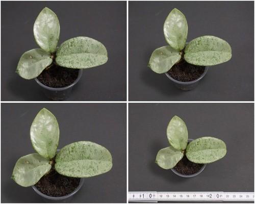 Hoya carnosa nova - hoya,