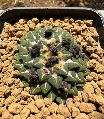 Ariocarpus kotschoubeyanus - , v