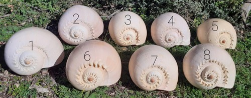 Shell melo tassellata - shell,