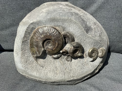 Multi ammonite fossil - ammonite,
