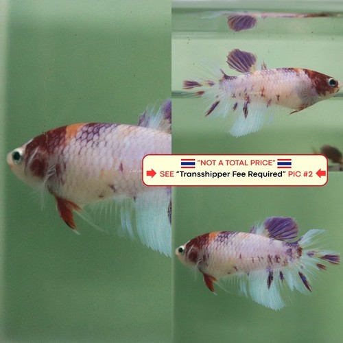 Live betta fish - fish, (thailandia)