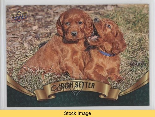 Setter irlandese upper - setter,