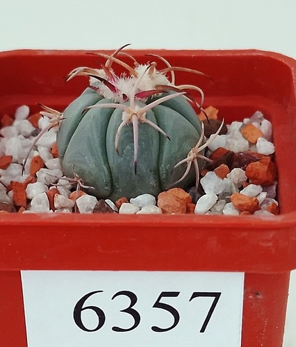 Echinocactus horizonthalonius