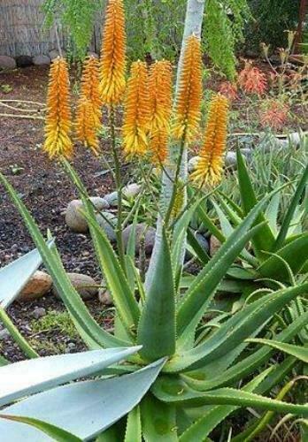 Aloe kaokoensis of - aloe,