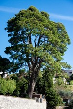 Pianta Pinus halepensis pino
