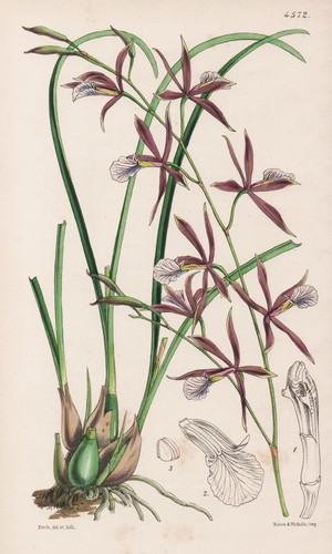 Epidendrum linearifolium - epidendrum,