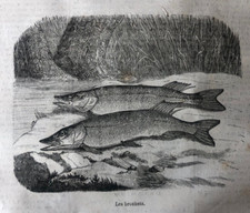 xilografia originale incisione stampa d'epoca 1866 Luccio Brochets