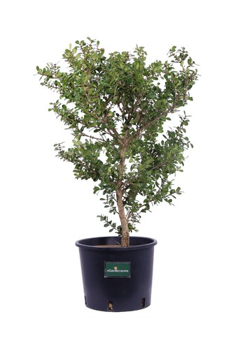 Pianta buxus microphylla - pianta, di