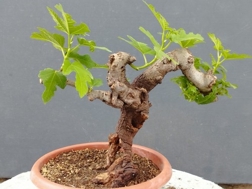 Pre bonsai ficus - di, carica