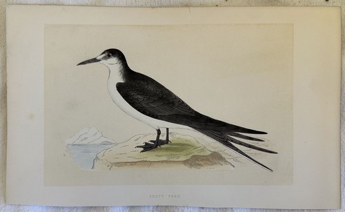 Sooty tern sterna - tern, fuligginosa