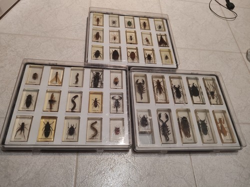 Collezione insetti aracnidi - collezione,