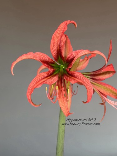 Hippeastrum tarantula ahn2 - hippeastrum, x