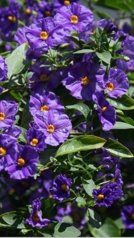 Pianta solanum rantonetti - pianta,
