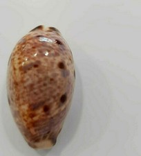 Ciprea lynx rostrata - ciprea,