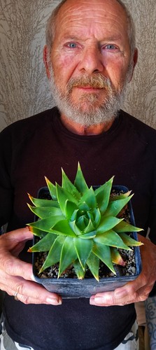 Aloe polyphylla rara - aloe,
