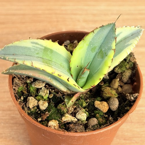 Agave titanota white ice - white, f