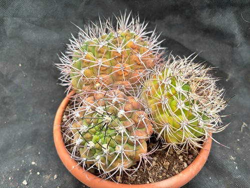 Gymnocalycium saglionis big - gymnocalycium,