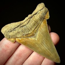 Otodus Angustidens 2,73" dente
