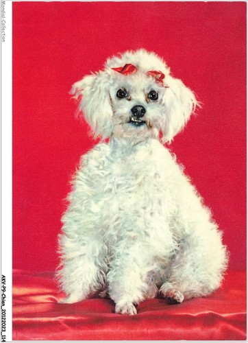 Akvp9 0702 cane - akvp9-0702-cane, un