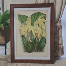 Antique 1888 Botanical