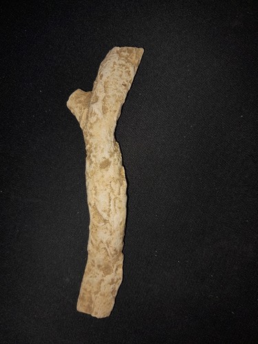 Reperto fossile osso legno - fossile/osso, o