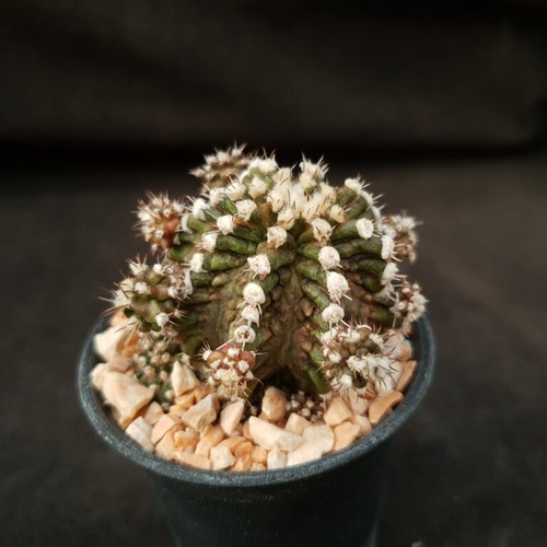 B49 gymnocalycium rex - b49:,
