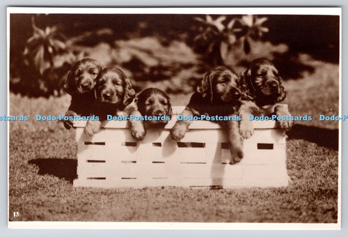 R762939 dogs 13 - p,