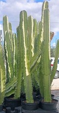 Pianta euphorbia eritrea - euphorbia, in