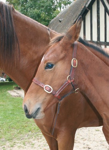 Nuovo puledro mini pony - nuovo,