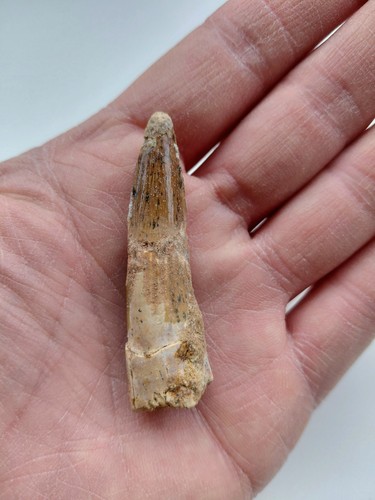 Dente spinosauro cm - dente,