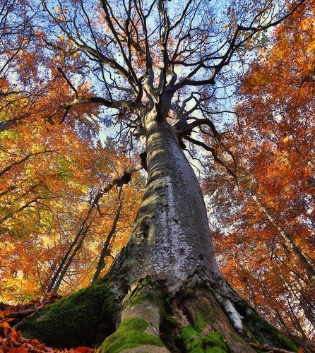 Faggio selvatico fagus - faggio,