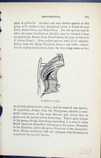 Vecchia Stampa Antica Ornitotteri Pompeo Pupa Farfalle 1896 Lloyd Kirby XIX