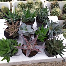 Haworthia mix piante - haworthia, di