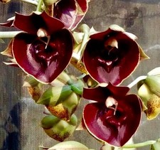 Catasetum Jack of Diamond