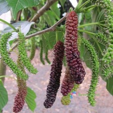 100 Semi Morus Gelso Raro