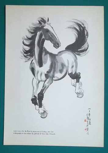 Colt cavallo galoppo - cavallo, dopo