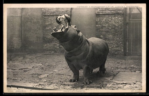Ippopotamo bocca aperta - a,