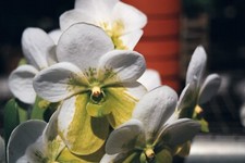 Vanda sanderiana var. alba