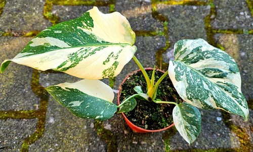 Bellissima crema monstera thai - bellissima,