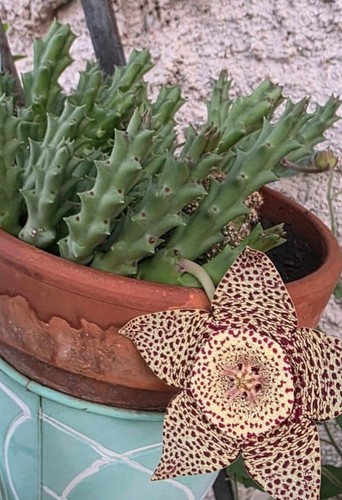 Huernia keniensis zebrina - keniensis.,