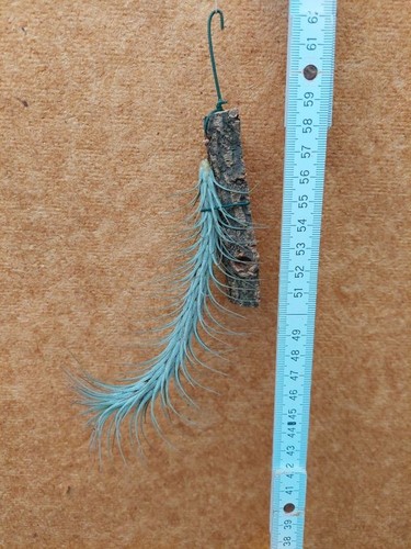 Tillandsia funckiana 5 - funckiana,, n.5