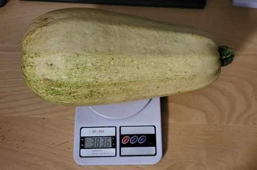 Semi zucchine bianche - 12,