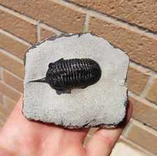 Stupendo trilobite Maracconites M. Marocco -originale-