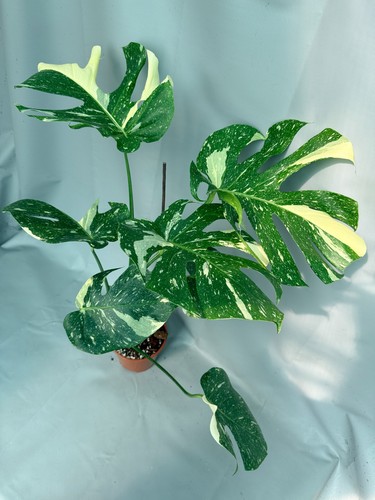 Monstera thai constellation - monstera,